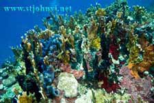 caribbean underwater picture
